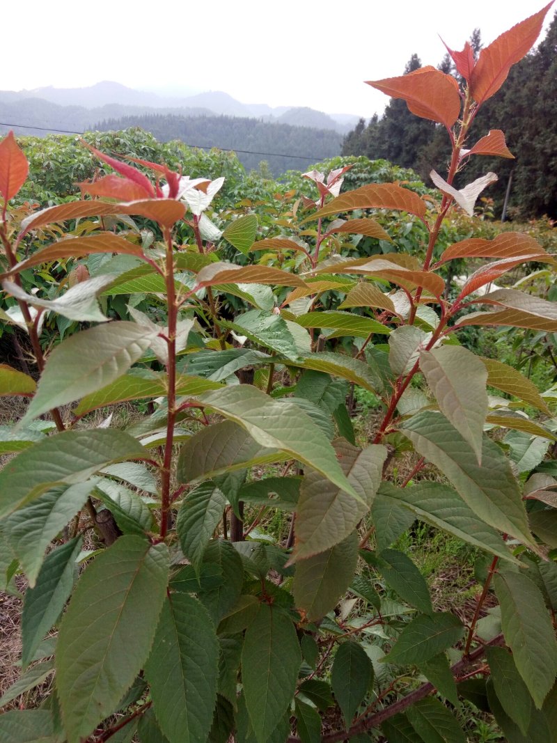 樱花树（福建山樱花中国红）福建正宗山樱花）