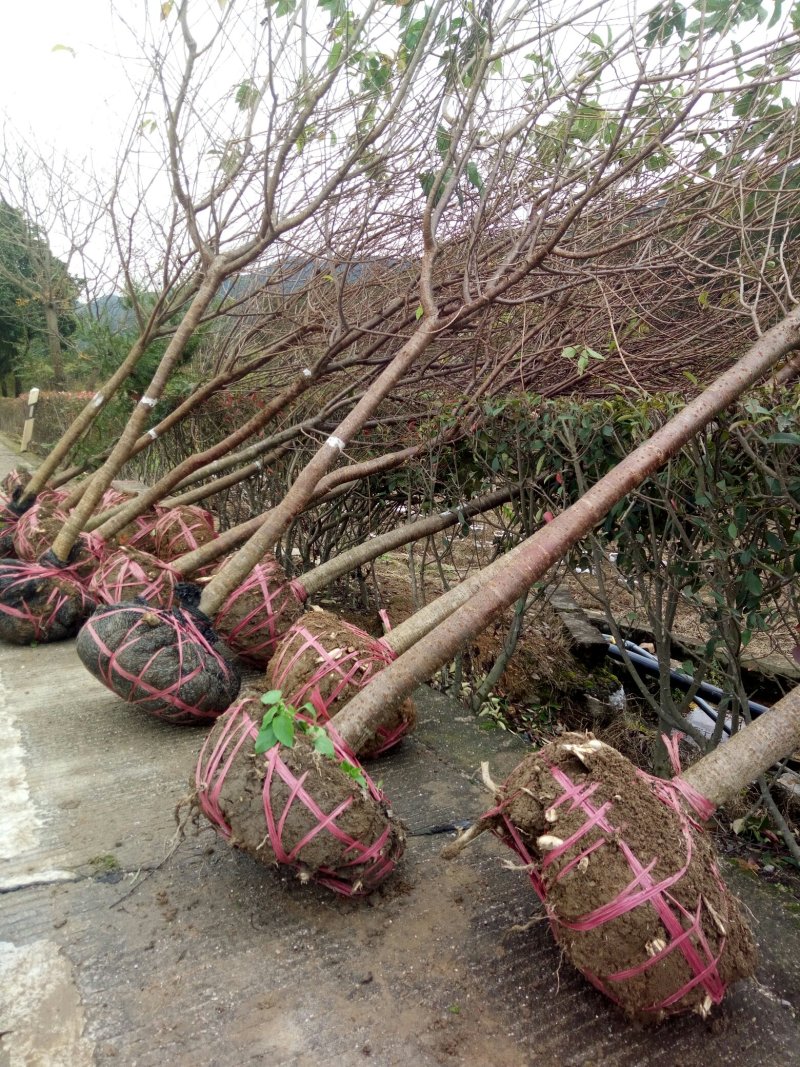 樱花树（福建山樱花中国红）福建正宗山樱花）