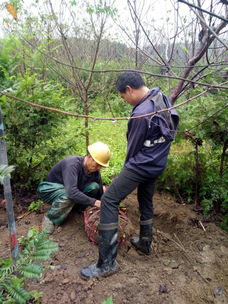 樱花树（福建山樱花中国红）福建正宗山樱花）
