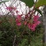 樱花树（福建山樱花中国红）福建正宗山樱花）