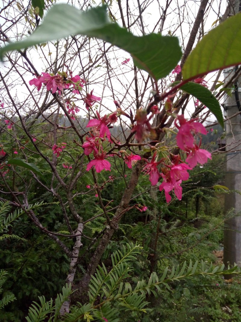 樱花树（福建山樱花中国红）福建正宗山樱花）
