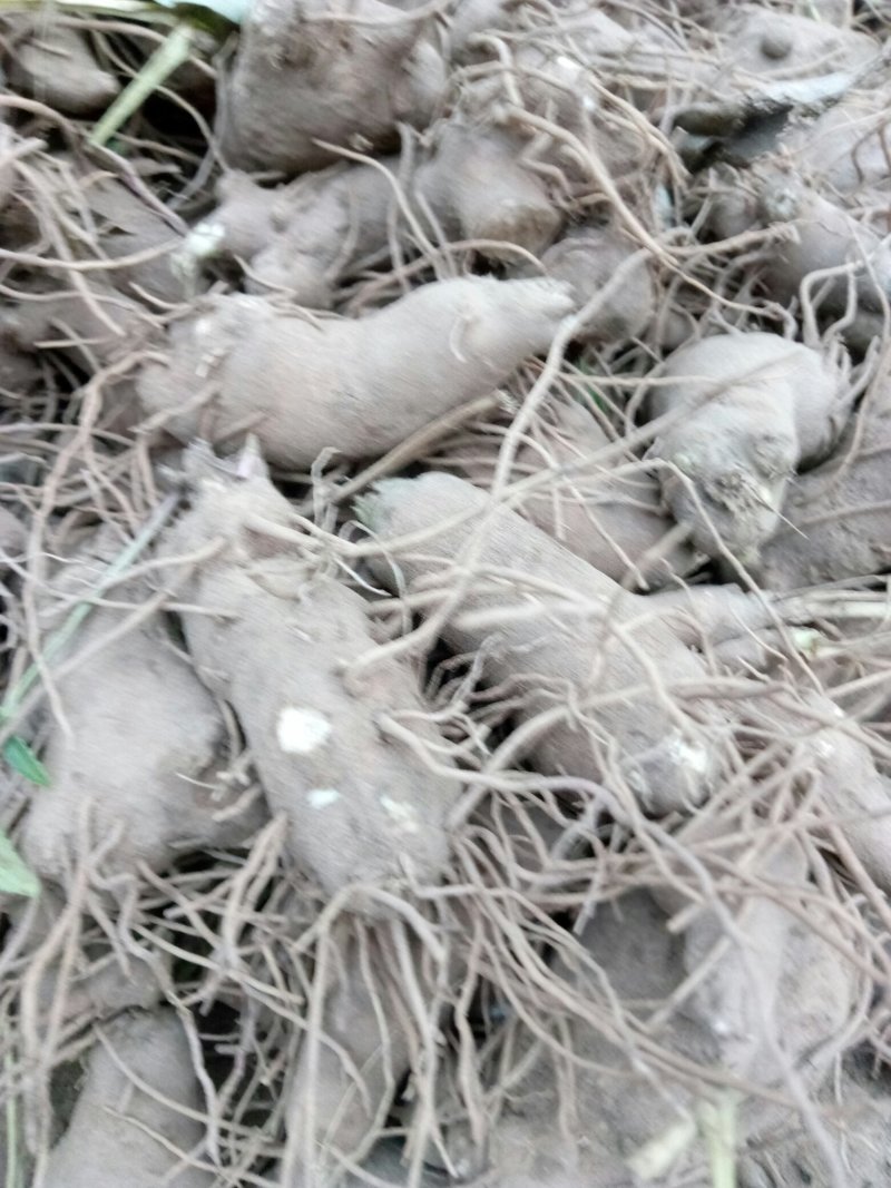 大量供应白术秧苗