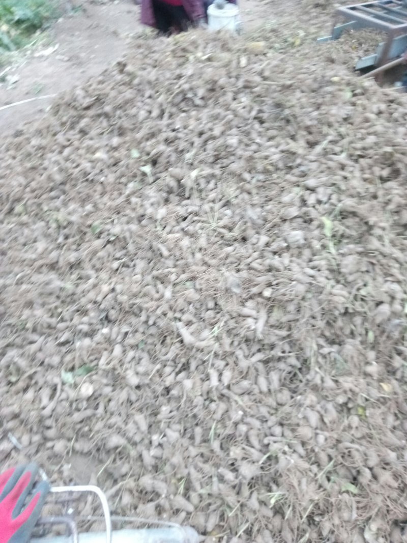 大量供应白术秧苗