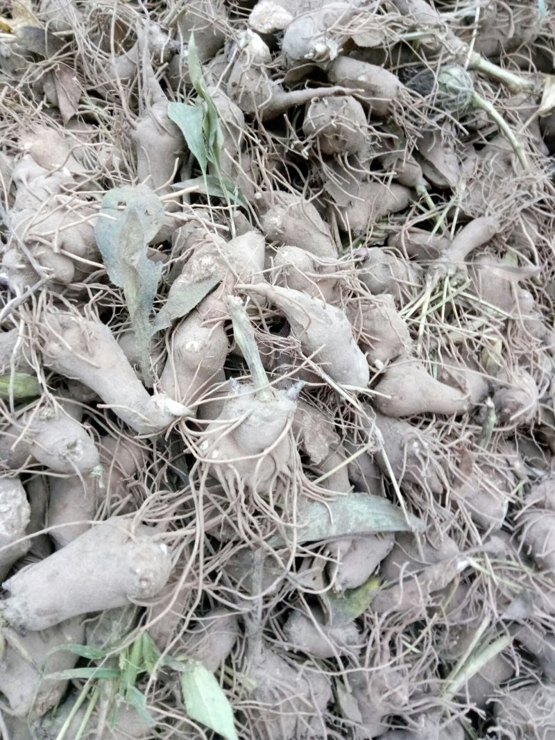 大量供应白术秧苗