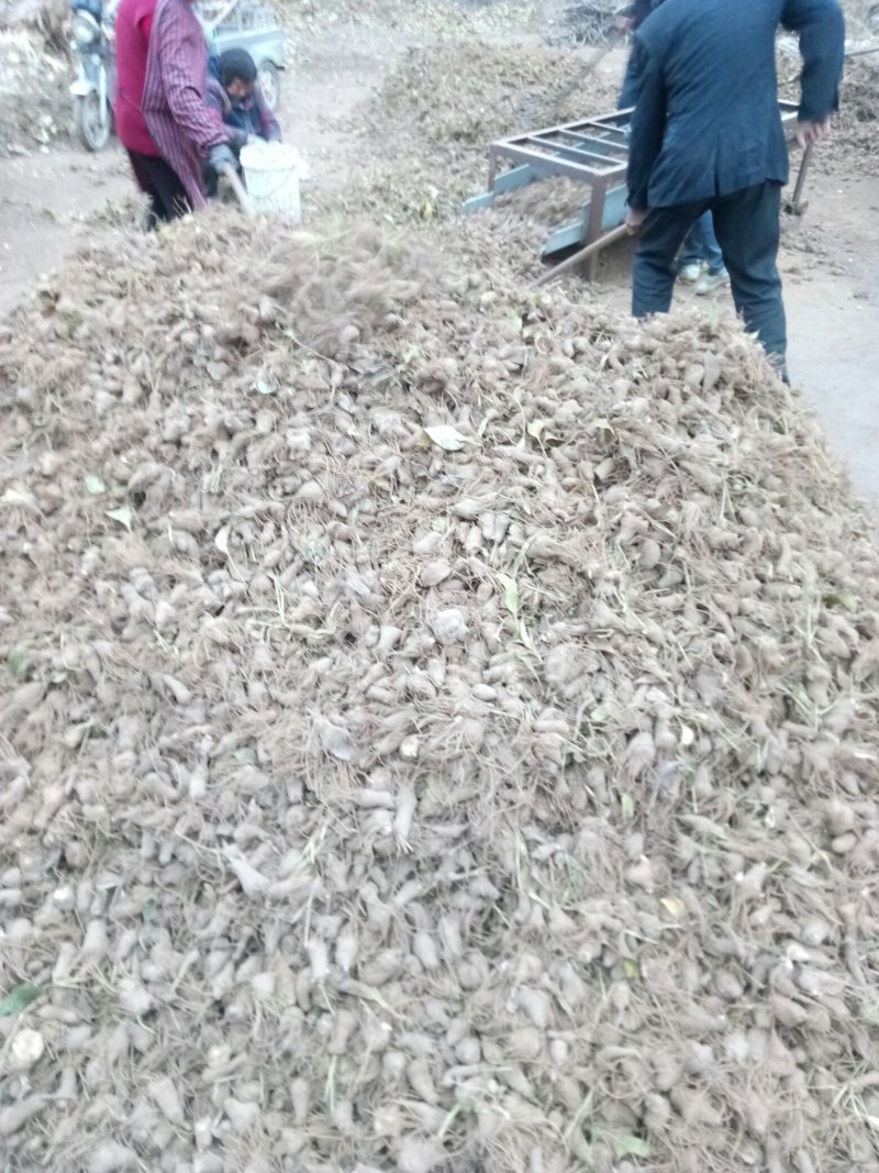 大量供应白术秧苗