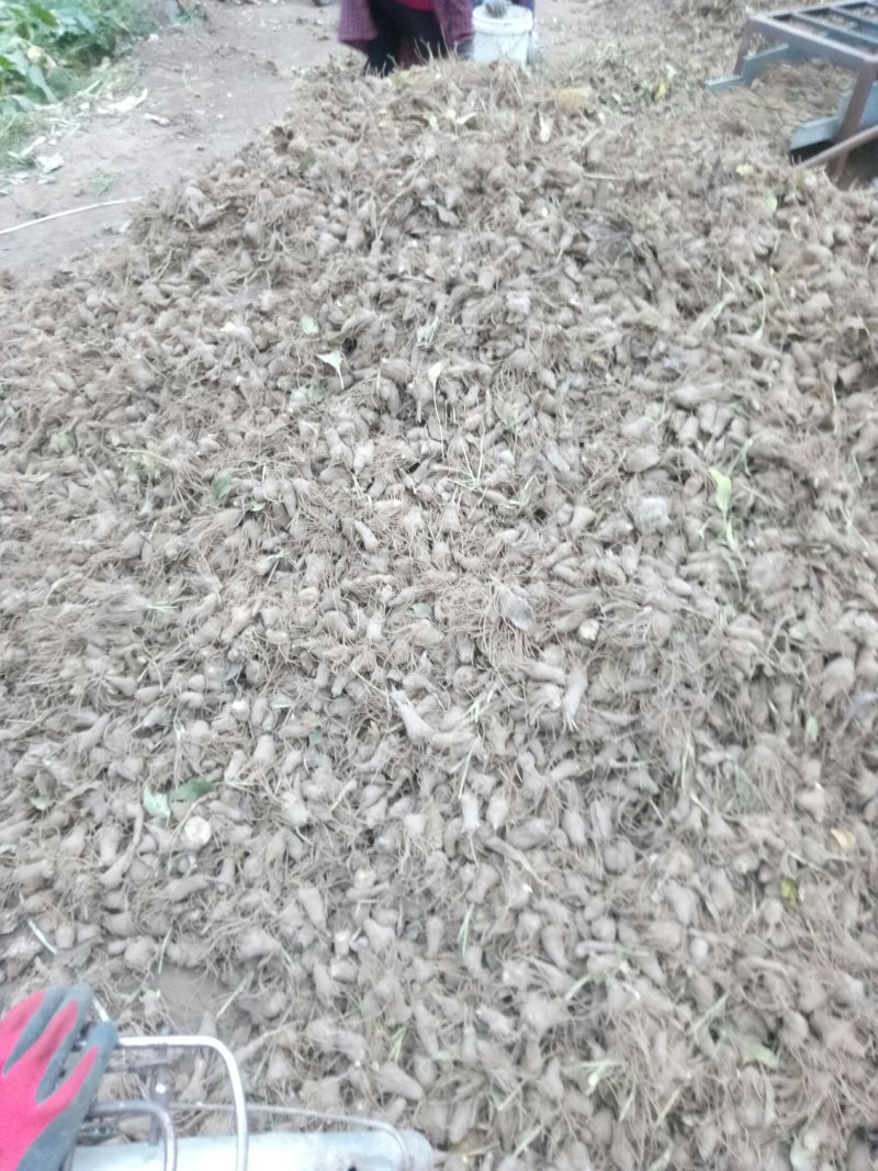 大量供应白术秧苗