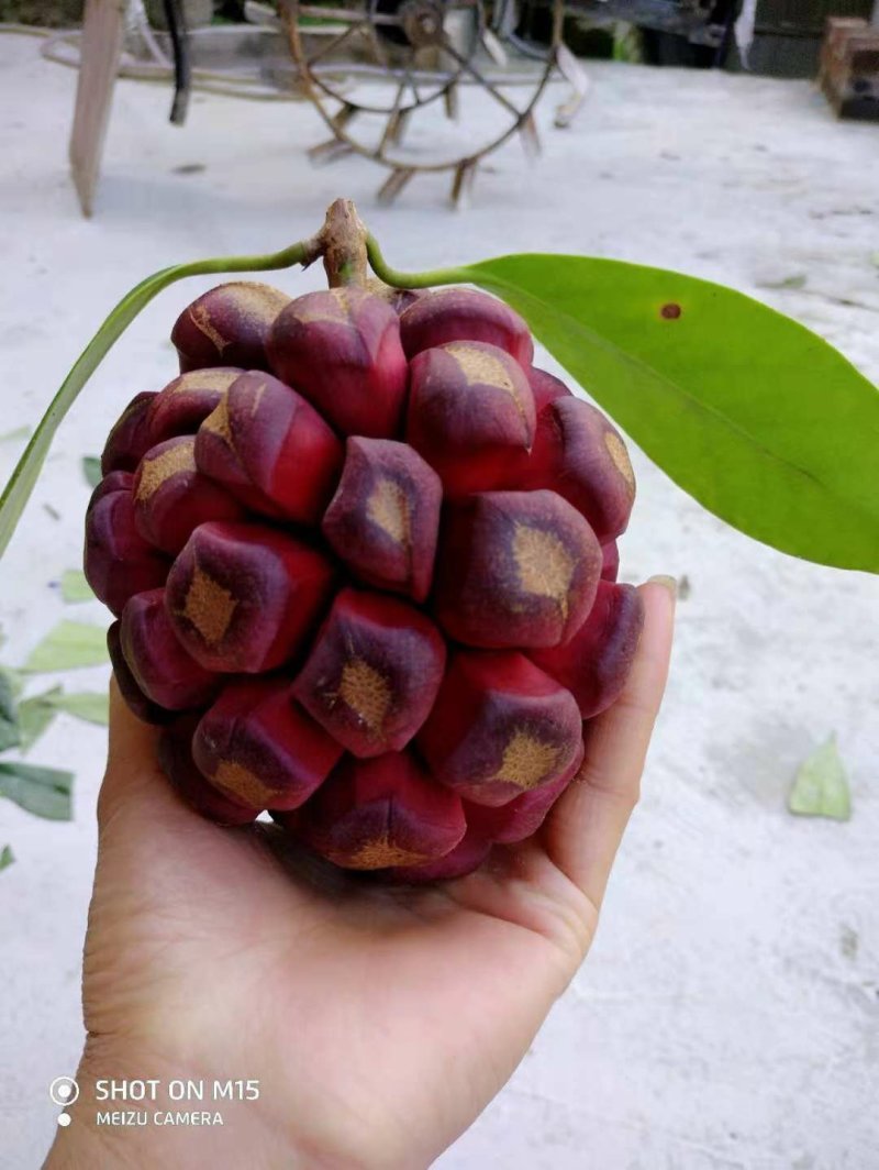 黑老虎布福娜种子