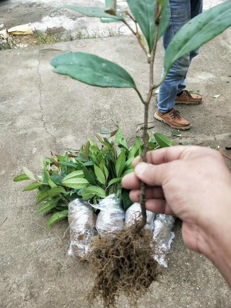 黑老虎布福娜种子