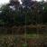 野鸦椿，地经4至6cm高2.5至3.5米幅宽1.2米