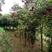 野鸦椿，地经4至6cm高2.5至3.5米幅宽1.2米