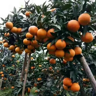 早甜甜苗+早甜甜柑橘苗特早熟柑桔苗
