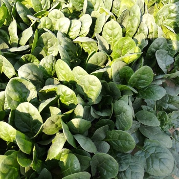 菠菜，20公分左右，叶面大