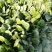 菠菜，20公分左右，叶面大