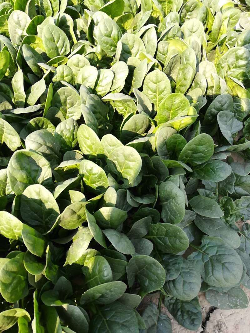 菠菜，20公分左右，叶面大