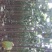 楸树3-5公分-10公分-15公分速生秋树河南货源