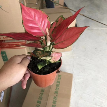 110单株吉利红