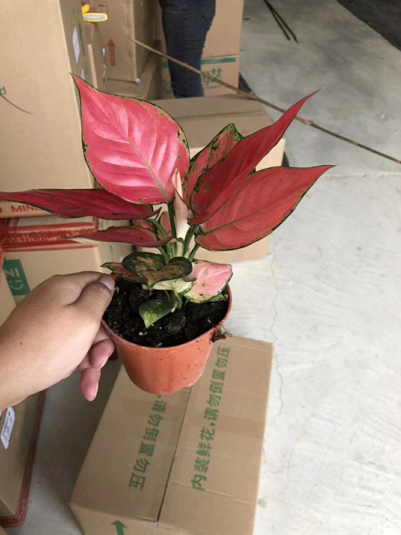 110单株吉利红