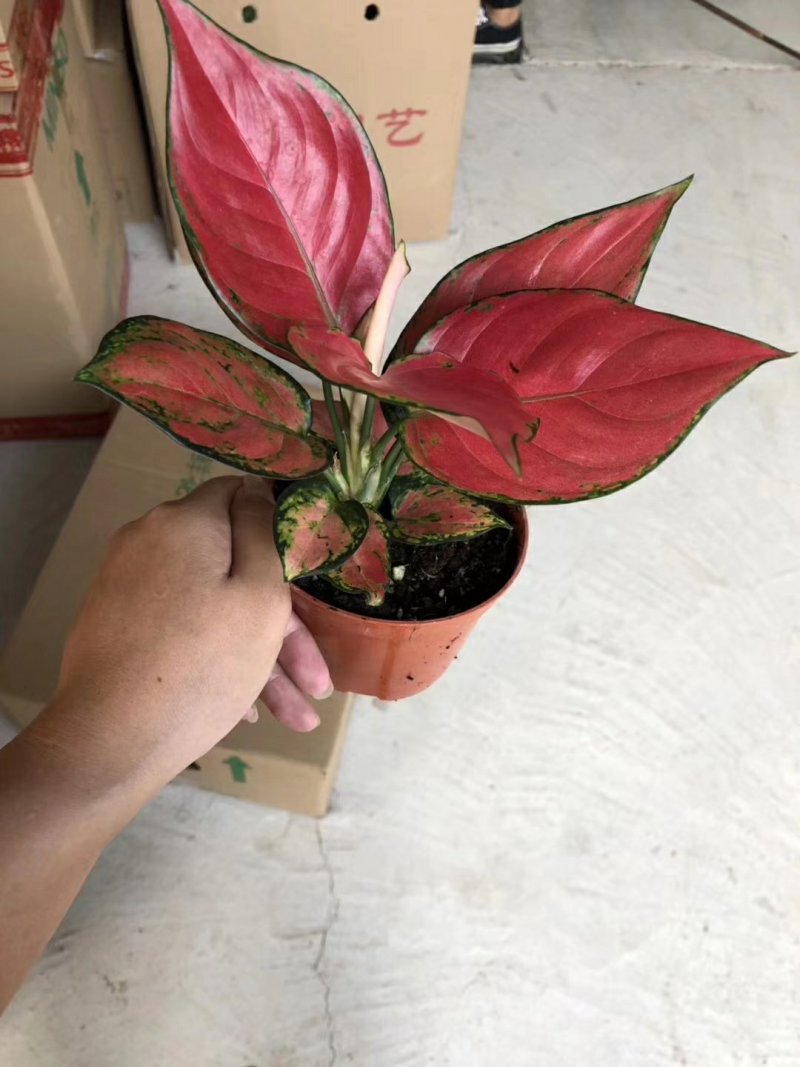 110单株吉利红