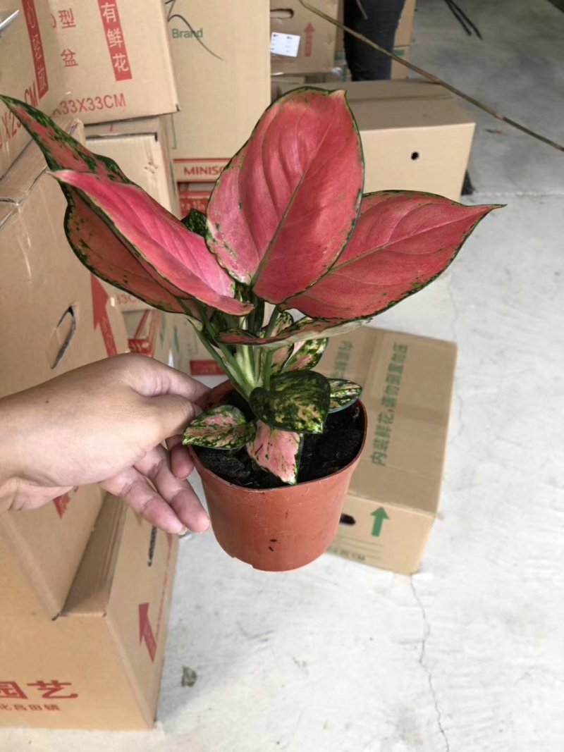 110单株吉利红
