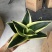 120#荷花兰