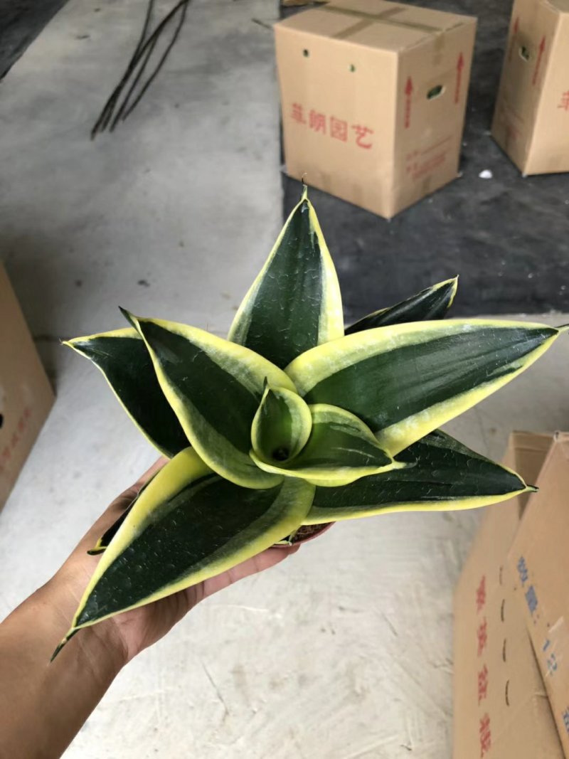 120#荷花兰