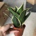 120#荷花兰