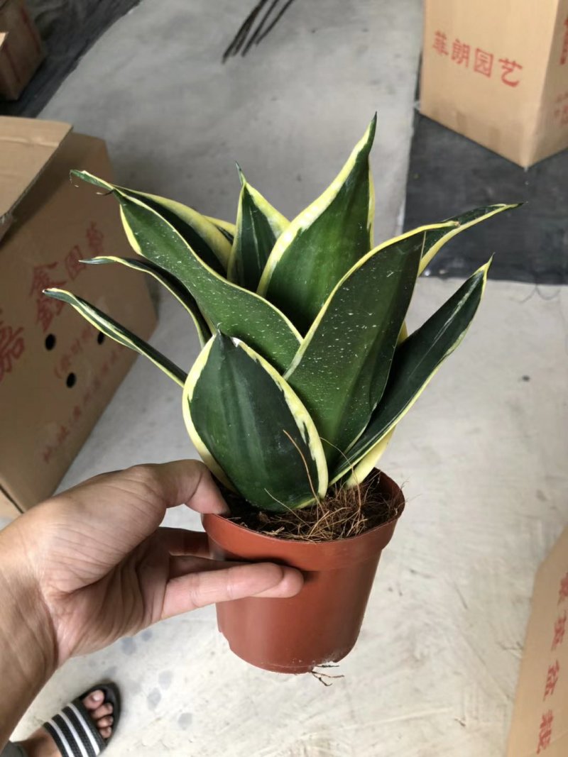 120#荷花兰