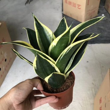 120#荷花兰