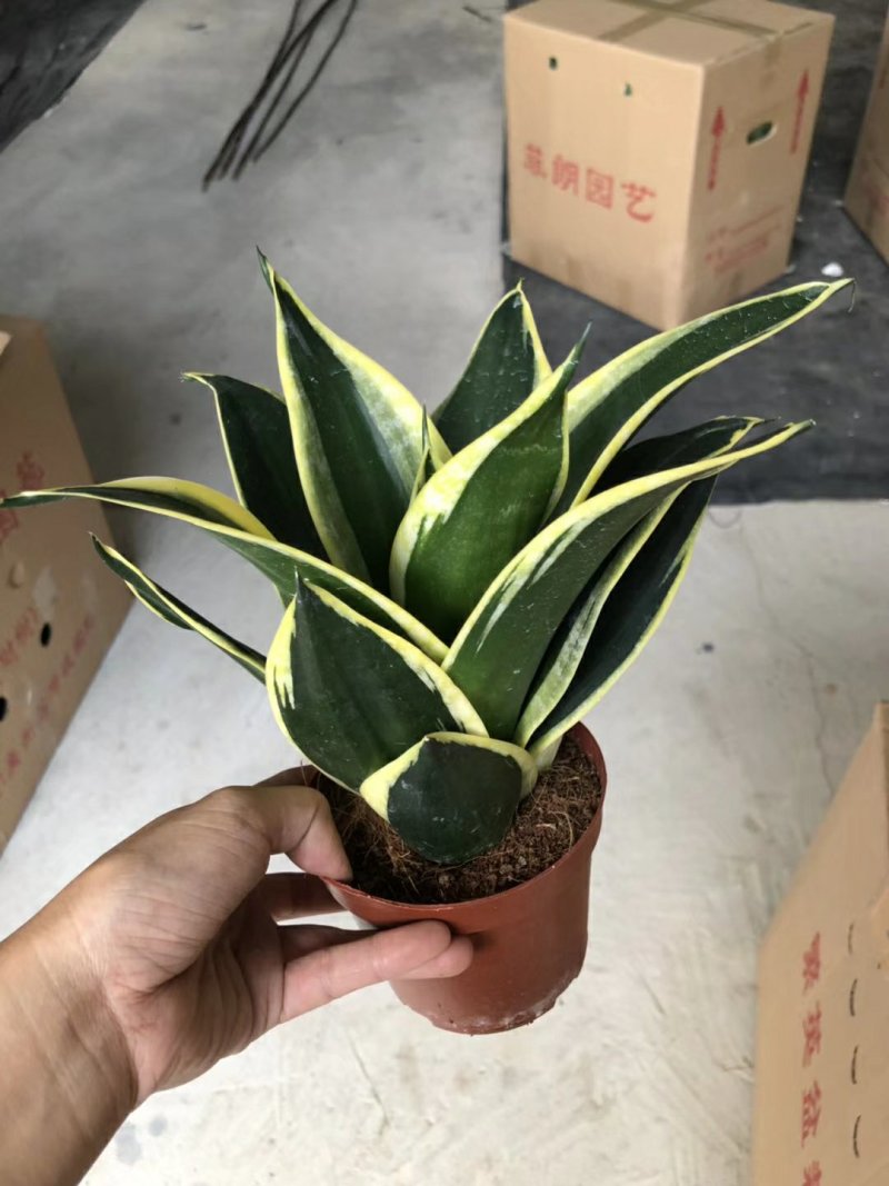 120#荷花兰