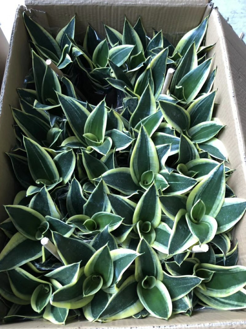 120#荷花兰