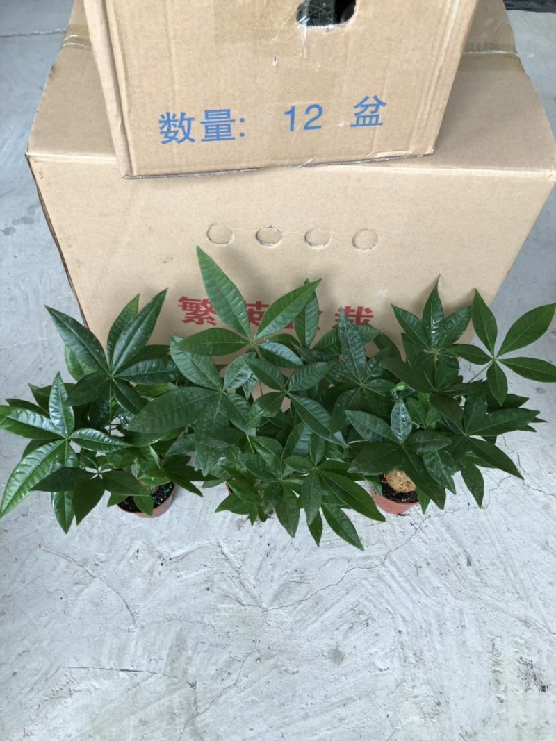 100#单杆发财树