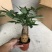 100#单杆发财树