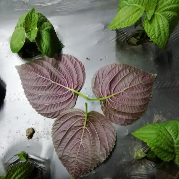 苏子叶，铁岭韩国苏子叶种植基地