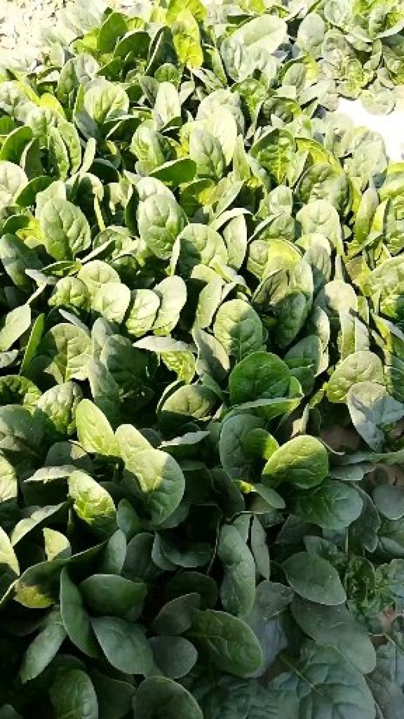 菠菜质量好，价格低，耐运输，叶面绿，圆叶