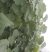 供应梓树苗楸树苗大量出售速生秋树规格齐全