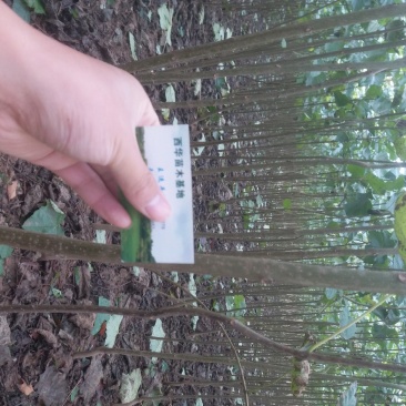 供应梓树苗楸树苗大量出售速生秋树规格齐全