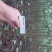供应梓树苗楸树苗大量出售速生秋树规格齐全
