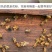 纯天然土蜂蜜