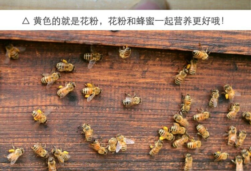 纯天然土蜂蜜