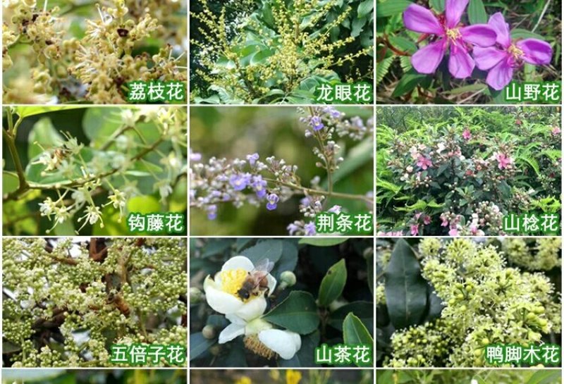 纯天然土蜂蜜
