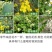 纯天然土蜂蜜