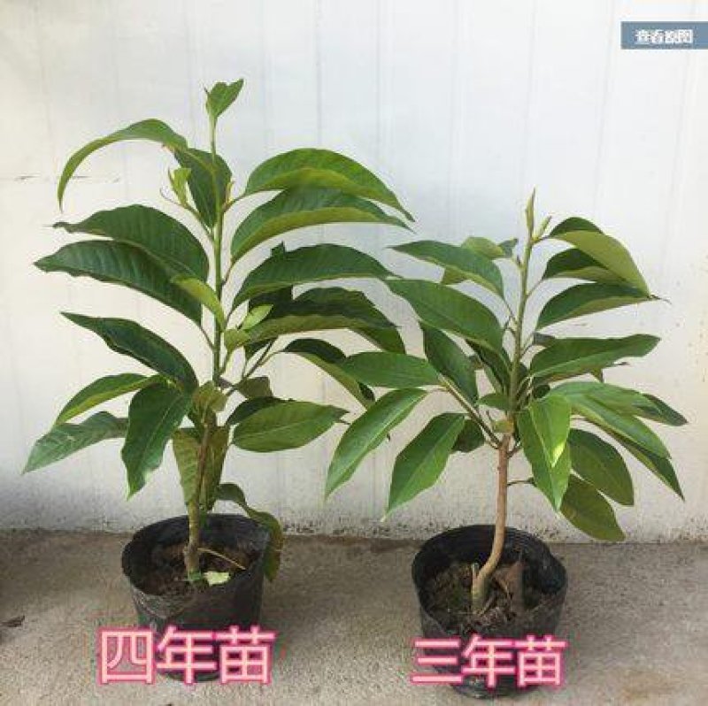 白兰。18.8元。