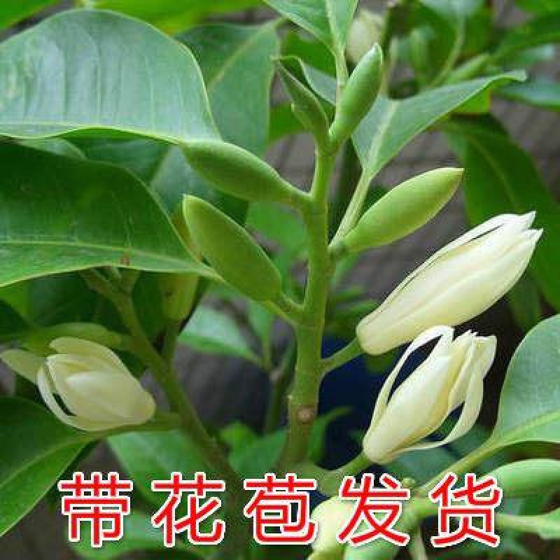 白兰。18.8元。