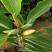 白兰。18.8元。