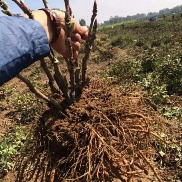 大量提供三年及以上的紫斑牡丹苗子