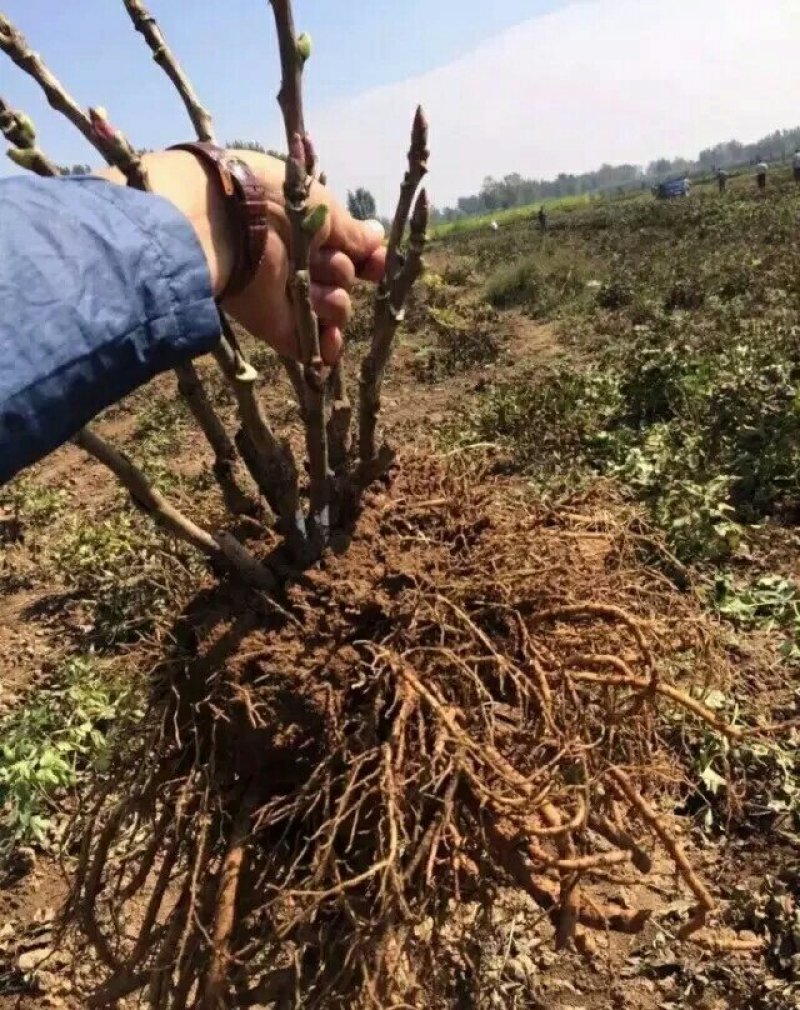 大量提供三年及以上的紫斑牡丹苗子