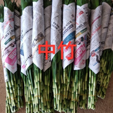 【聚便宜]中竹90公分海南富贵竹批发红竹观音竹一手货源