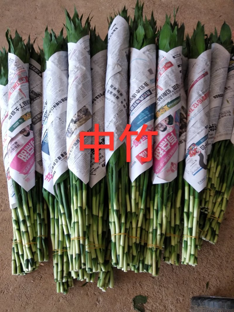 【聚便宜]中竹90公分海南富贵竹批发红竹观音竹一手货源
