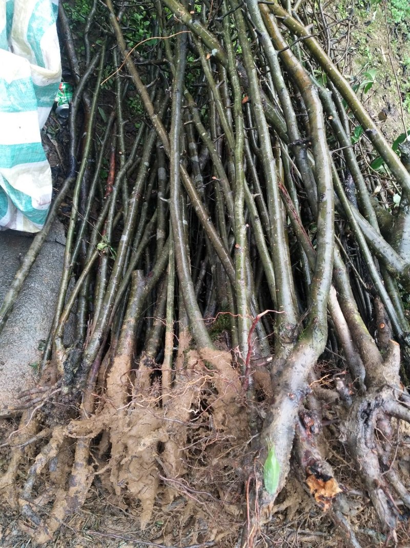 长阳木瓜苗皱皮无籽木瓜苗资丘木瓜苗药用木瓜