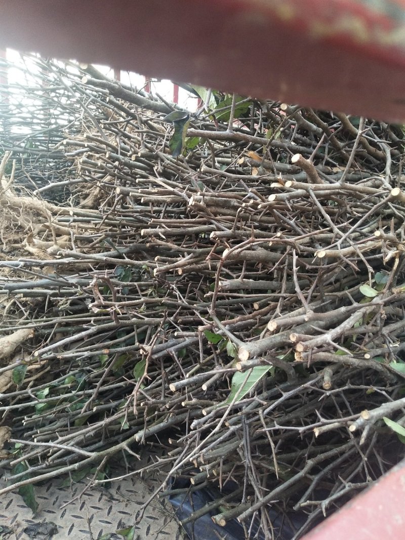长阳木瓜苗皱皮无籽木瓜苗资丘木瓜苗药用木瓜